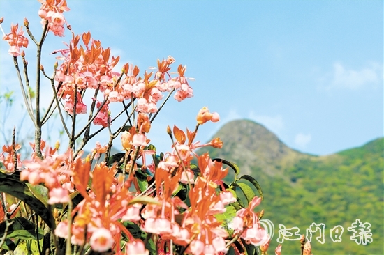 不少攝影發(fā)燒友到恩平市大槐鎮(zhèn)大人山，搶抓時機拍攝吊鐘花。