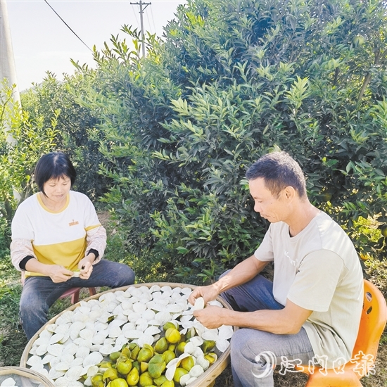 果農(nóng)正忙著剝柑皮、曬柑皮。