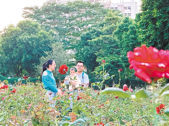 東湖公園玫瑰花艷麗綻放。