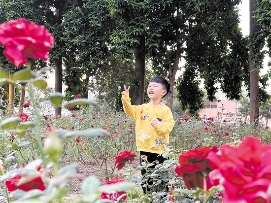 小朋友在玫瑰花叢中開心拍照。