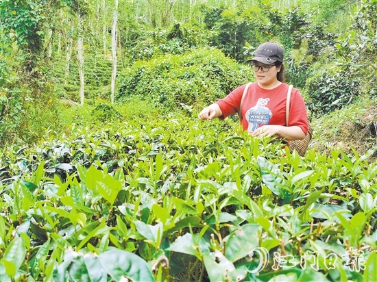 吳小敏親力親為，打理茶園。