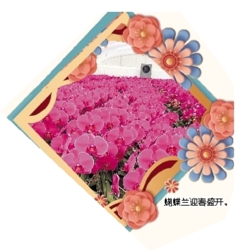 蝴蝶蘭迎春盛開(kāi)。