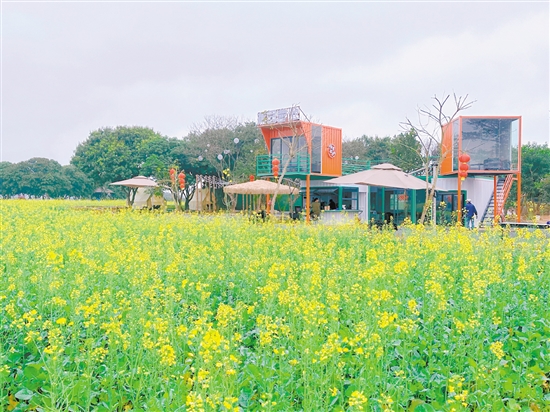 大沙鎮(zhèn)蕉園營(yíng)地。