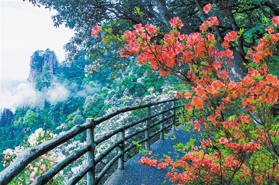 羊獅慕杜鵑花盛放。資料圖
