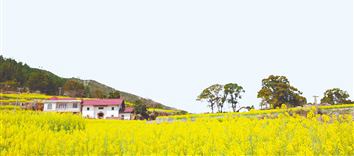 江西萬安油菜花綻放。資料圖
