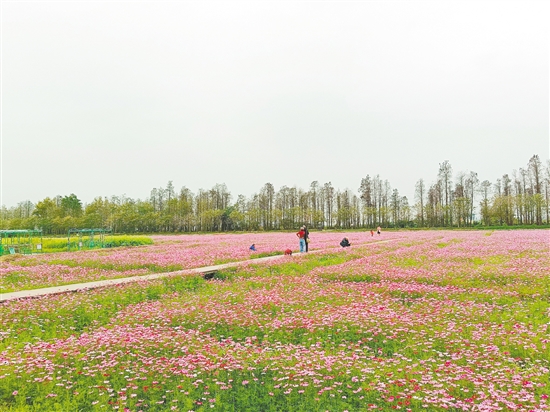 江海區(qū)都市農(nóng)業(yè)生態(tài)公園格桑花競(jìng)相盛放。