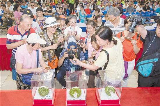 2018年6月1日，2018第五屆廣東（江門）杜阮涼瓜美食文化旅游節(jié)在五邑華僑廣場會展中心開幕。市民紛紛用鏡頭拍下“涼瓜王”。