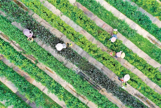 在開平市大沙里農(nóng)業(yè)科技發(fā)展有限公司的茶園里，茶壟纏繞山腰，滿山翠綠。茶農(nóng)穿梭在茶園之中，采摘第一批春茶。江門日報記者