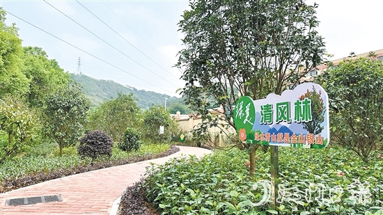 今年以來，金溪社區(qū)大力推進綠美生態(tài)建設(shè)。圖為該村的綠化景觀帶。