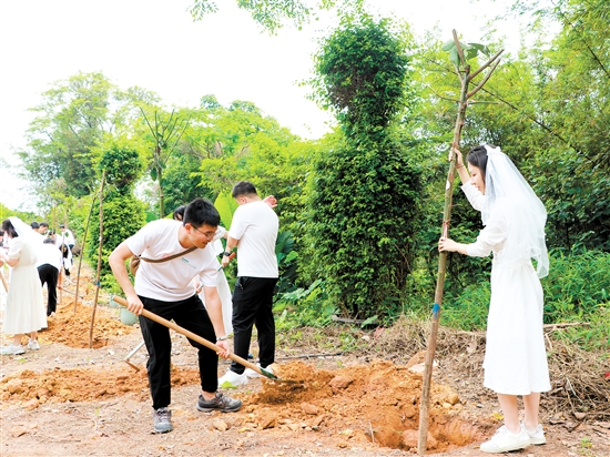 “520”來臨前，蓬江區(qū)25對新人在杜阮涼瓜田園綜合體舉行集體婚禮，并種下“愛情樹”、共植“同心林”。