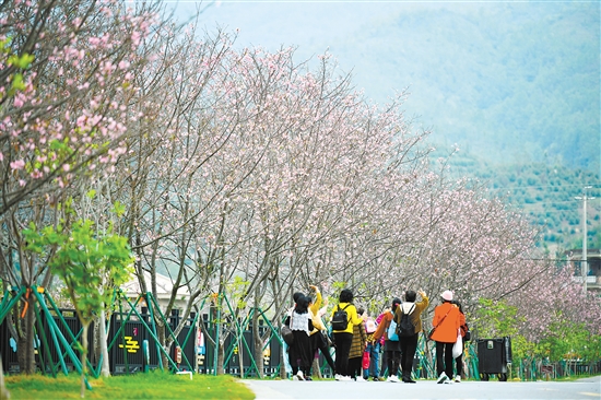 鶴城鎮(zhèn)城西村櫻花大道鋪設(shè)瀝青路近1.2公里，種植2200多棵櫻花樹(shù)，包括牡丹櫻、紅粉佳人櫻、廣州櫻等13個(gè)品種的櫻花。今年還種植了油菜花、玫瑰花等，增設(shè)了鐵軌小火車等游樂(lè)設(shè)施，迎接八方來(lái)客。