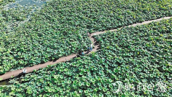 滿園荷花美得像幅畫(huà)。