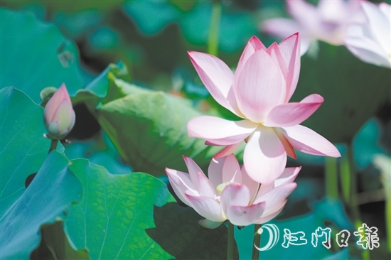 荷花亭亭玉立，惹人憐愛(ài)。