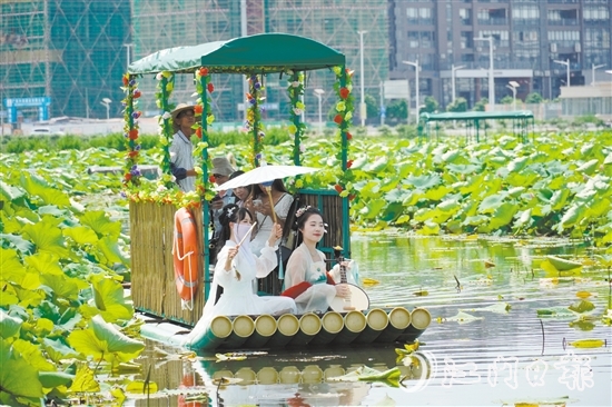游客乘坐游船觀賞荷花。