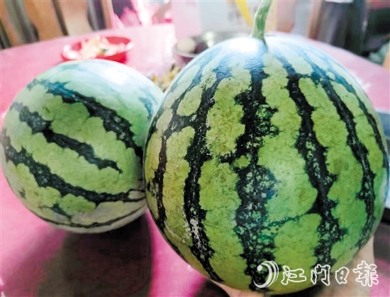 暑夏適宜吃西瓜。