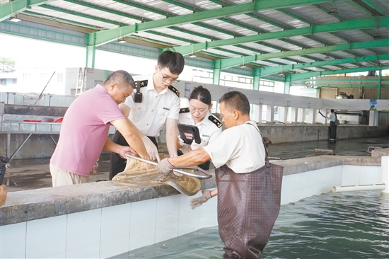海關(guān)關(guān)員對臺山出口鰻魚進(jìn)行監(jiān)管。