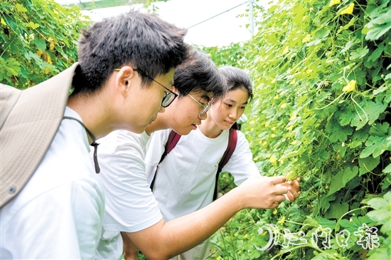 高校青年走進(jìn)田間地頭了解杜阮涼瓜的生長環(huán)境和采摘技巧。