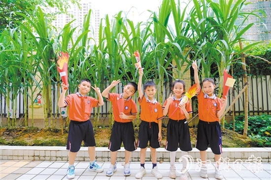 朗晴小學(xué)學(xué)生打卡校園甘蔗地。