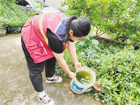 市疾控中心工作人員清理積水以預(yù)防登革熱。