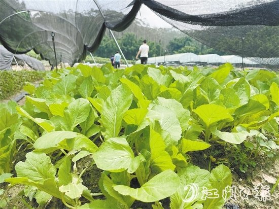源林農(nóng)業(yè)推動(dòng)撂荒地復(fù)耕復(fù)種，種植各類瓜果蔬菜約52公頃（780畝）。