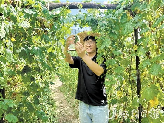上巷村選調(diào)生魯森走進田地觀察涼瓜生長情況。