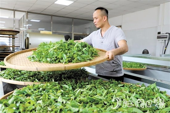 吳藝華堅(jiān)持用傳統(tǒng)方法制茶。