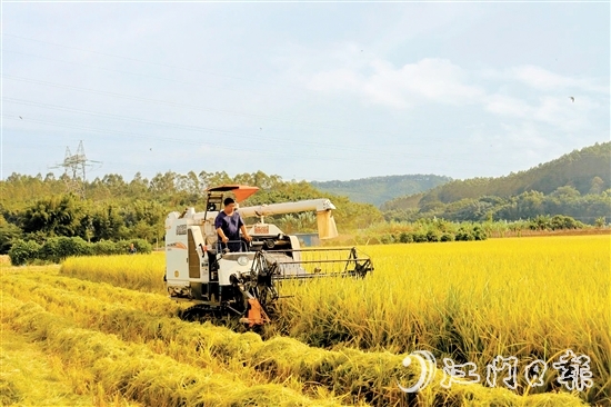 收割機(jī)在稻田里來回穿梭，田野上處處一片繁忙的景象。