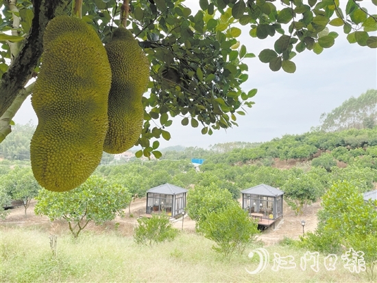 雁鋒家庭農(nóng)場種植了8000棵菠蘿蜜樹，年產(chǎn)量達(dá)50萬斤，年產(chǎn)值240萬元。