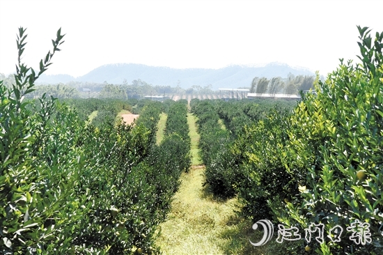 時(shí)下正值茶枝柑采摘旺季，在沙湖鎮(zhèn)和平村，漫山遍野的茶枝柑樹郁郁蔥蔥，枝頭掛滿圓潤飽滿的果實(shí)。