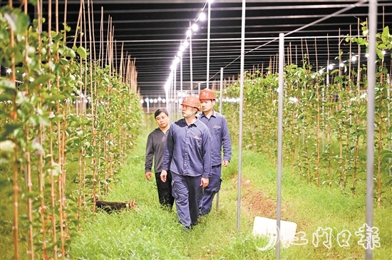 恩平供電局到農(nóng)戶的百香果園開展安全隱患排查。