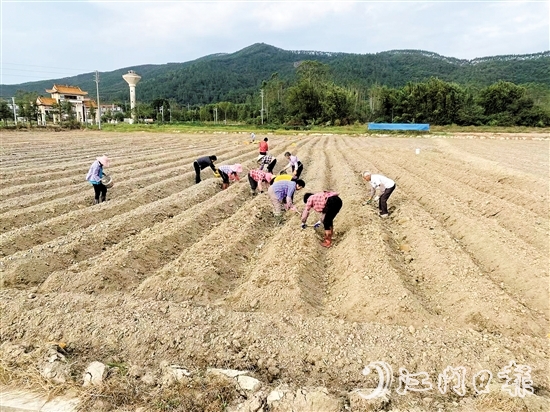 今年3月，恩平市供銷(xiāo)社打通馬鈴薯采購(gòu)、采收、儲(chǔ)藏、運(yùn)輸、銷(xiāo)售全流程，打造“訂單收購(gòu)+冷鏈服務(wù)+錯(cuò)峰銷(xiāo)售”農(nóng)產(chǎn)品全程冷鏈服務(wù)模式。