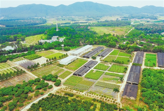 臺山市紅嶺種子園作為國家重點林木良種基地，落實高世代和智能育種區(qū)建設，帶動多家企業(yè)和育苗個體戶營建濕加松松樹良種繁育圃120公頃，累計生產(chǎn)苗木超3.7億株，良種良法廣泛推廣至南方11個省區(qū)。