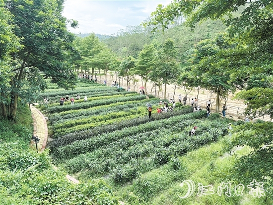 學(xué)生們?cè)诖笊忱铩g茶谷的茶園里體驗(yàn)采茶。