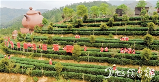 開平市打造“雙培雙帶，茶鄉(xiāng)先鋒”等黨建品牌，以黨建引領(lǐng)做好“土特產(chǎn)”文章。