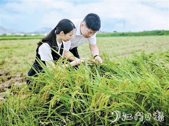 農(nóng)發(fā)行臺(tái)山市支行客戶經(jīng)理深入田間，調(diào)研當(dāng)?shù)厍锛Z收成情況。