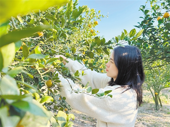 游客正在采摘皇帝柑。