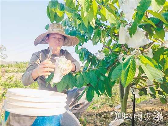 釋迦果采摘季將持續(xù)到明年3月中旬。