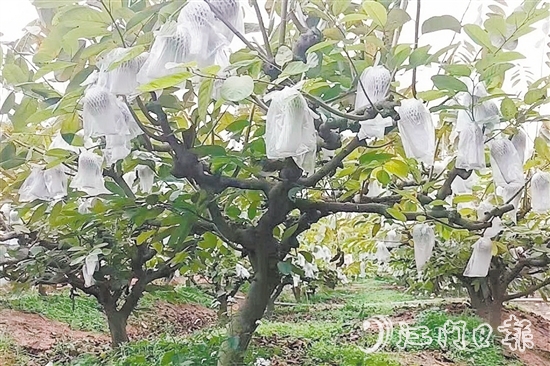 在址山鎮(zhèn)昆中村的釋迦果種植基地，碩大的釋迦果掛滿枝頭。