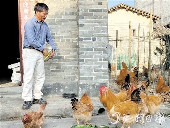 梁叔說，養(yǎng)雞其實(shí)并不繁瑣，一天只需喂食兩餐，三四天清理一次糞便，十分省心。