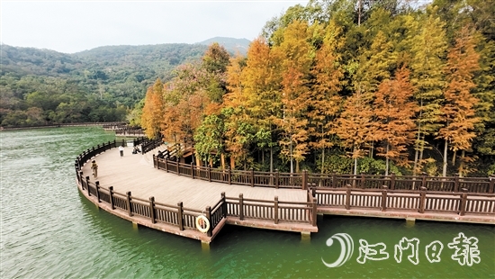 新會石澗公園大石頭風(fēng)景區(qū)的紅羽杉已陸續(xù)變紅。