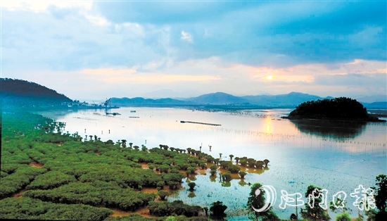恩平市鎮(zhèn)海灣紅樹林生態(tài)資源豐富。