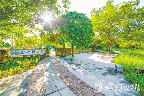 藍田古樹公園。