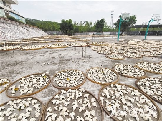 上凱村積極發(fā)展茶枝柑產(chǎn)業(yè)。