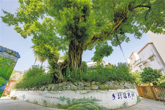 村內(nèi)的古榕已經(jīng)300多歲了。