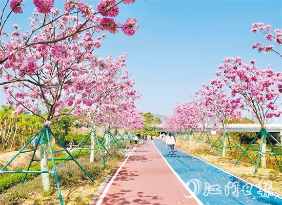 英洲海碧道的紫花風(fēng)鈴迎風(fēng)盛開，冬日暖陽下彌漫浪漫氣氛。
