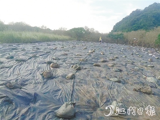 在治理現(xiàn)場，已清除互花米草的區(qū)域用遮陽網(wǎng)進行遮蓋。