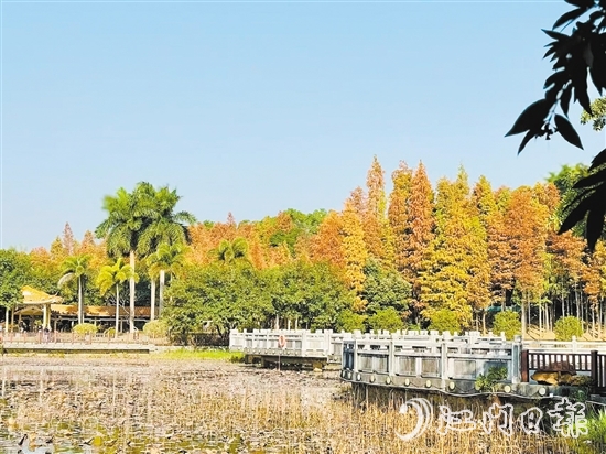 每當冬季來臨，紅羽杉的葉子逐漸由綠變黃，再轉(zhuǎn)為鮮艷的紅色，與公園曲徑通幽的林道小徑相得益彰。