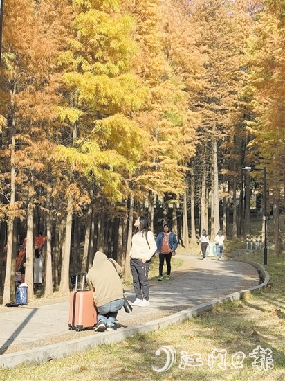 ▲紅羽杉林獨特的景觀吸引了眾多市民、游客前來賞景拍照“打卡”。