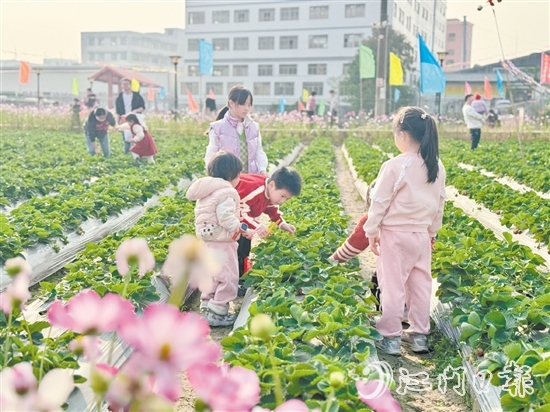 小朋友們手持剪刀，細(xì)心地采摘草莓。