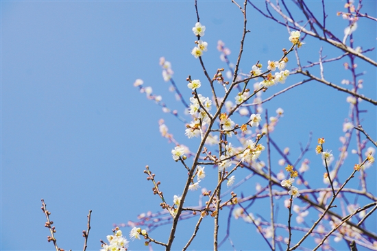 梅花開放正當(dāng)時(shí)。